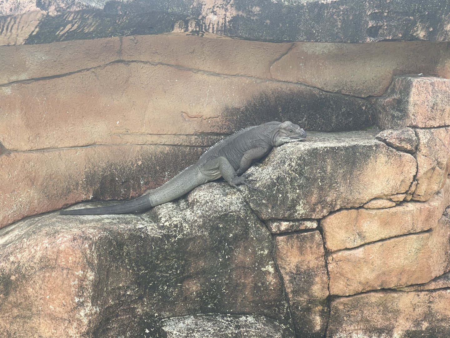 rhinoceros iguana (cyclura cornuta) - aviary park