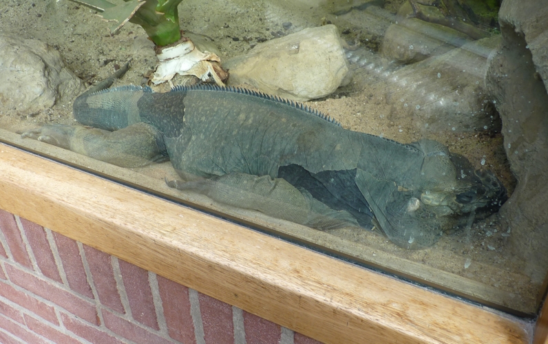 Rhinoceros iguana (Cyclura cornuta) in an enclosure with signage for Guatemalan spiny-tailed iguana (Ctenosaura palearis)