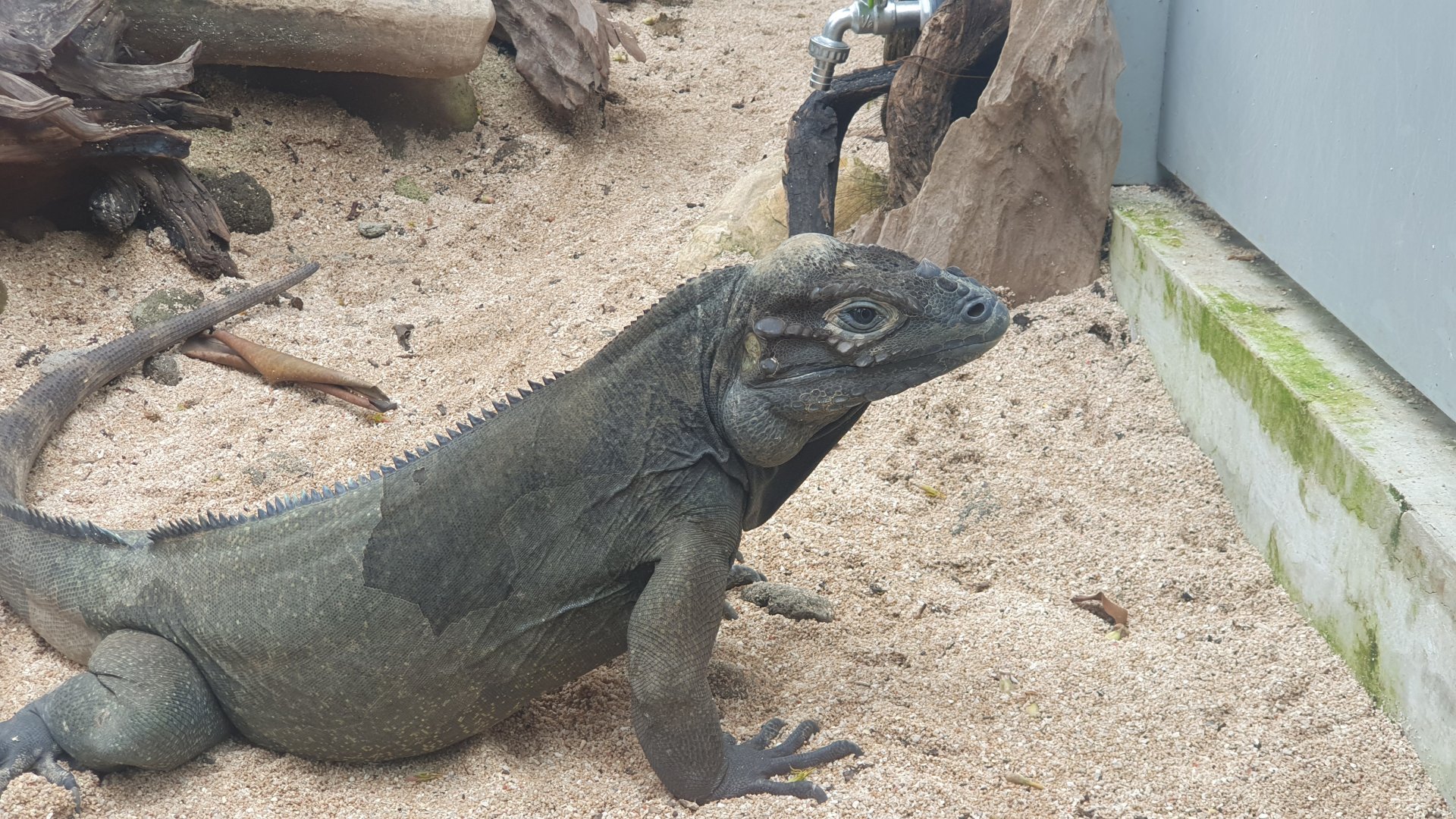Rhinoceros Iguana (Cyclura cornuta) - Museum Komodo