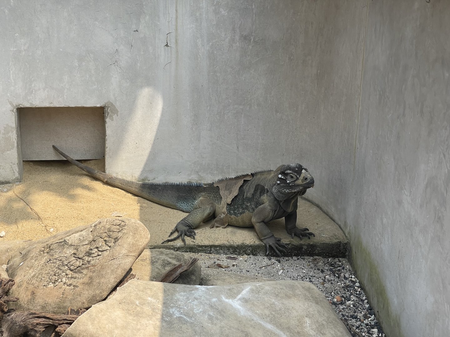 rhinoceros iguana (cyclura cornuta) - museum komodo