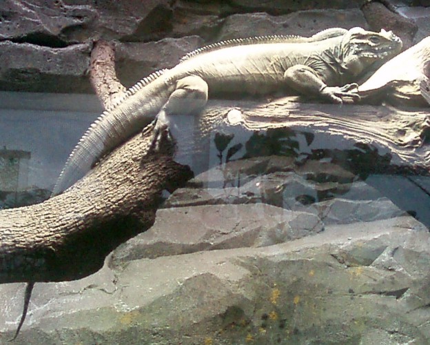 Rhinoceros Iguana (Cyclura cornuta)