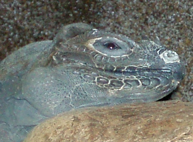 Rhinoceros Iguana (Cyclura cornuta)