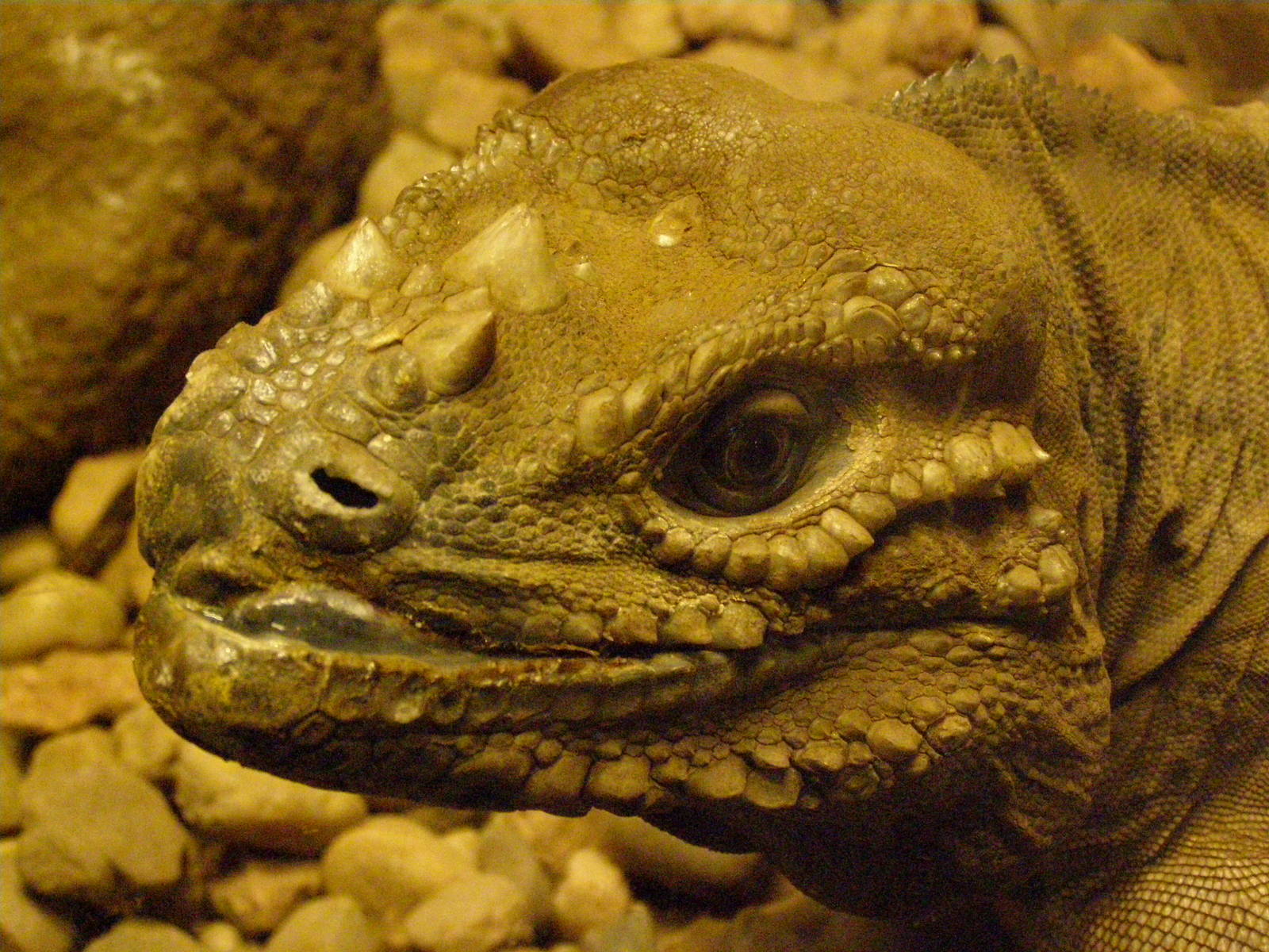 rhinoceros iguana (Cyclura cornuta)