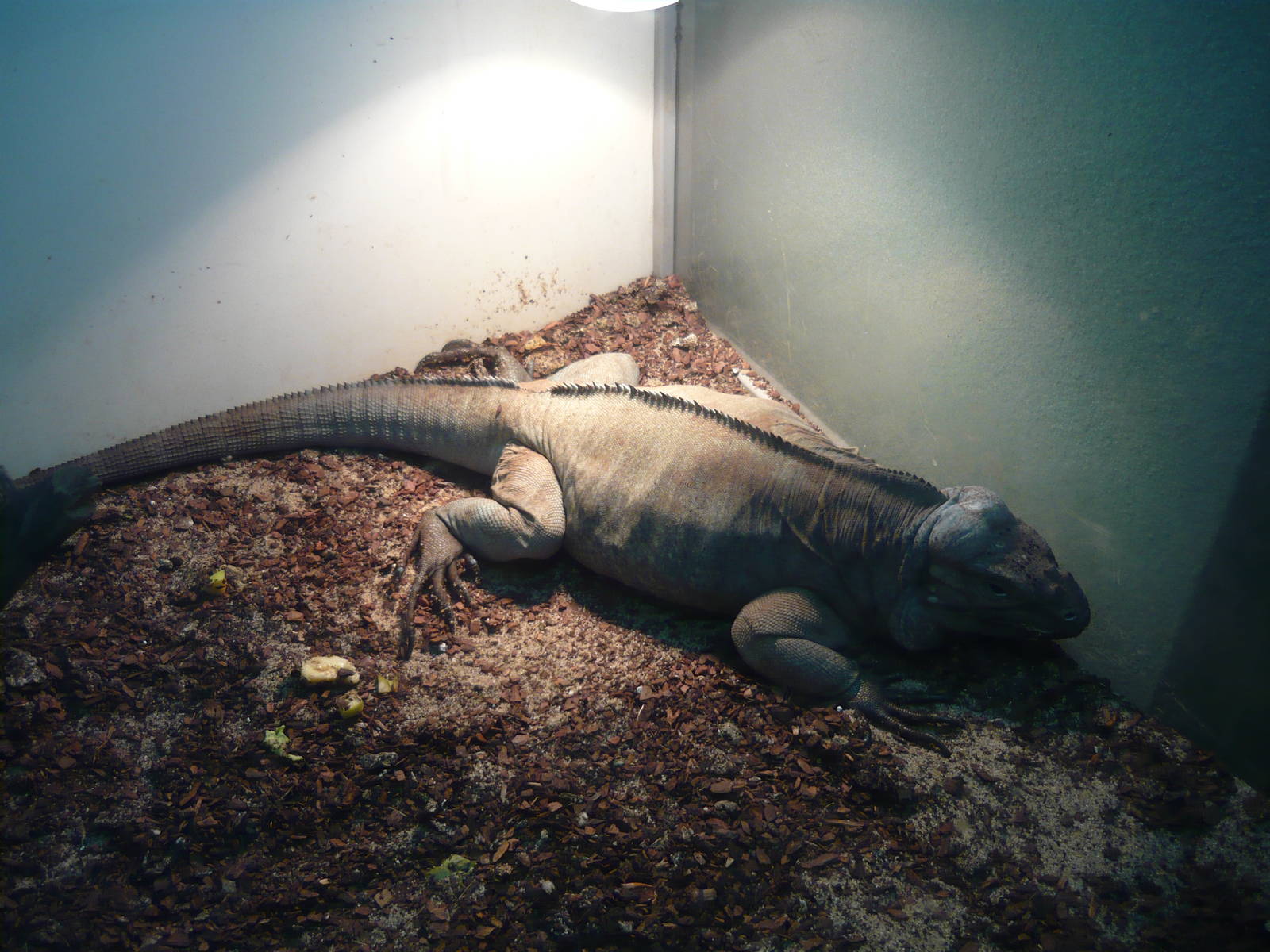 Rhinoceros iguana (Cyclura cornuta)