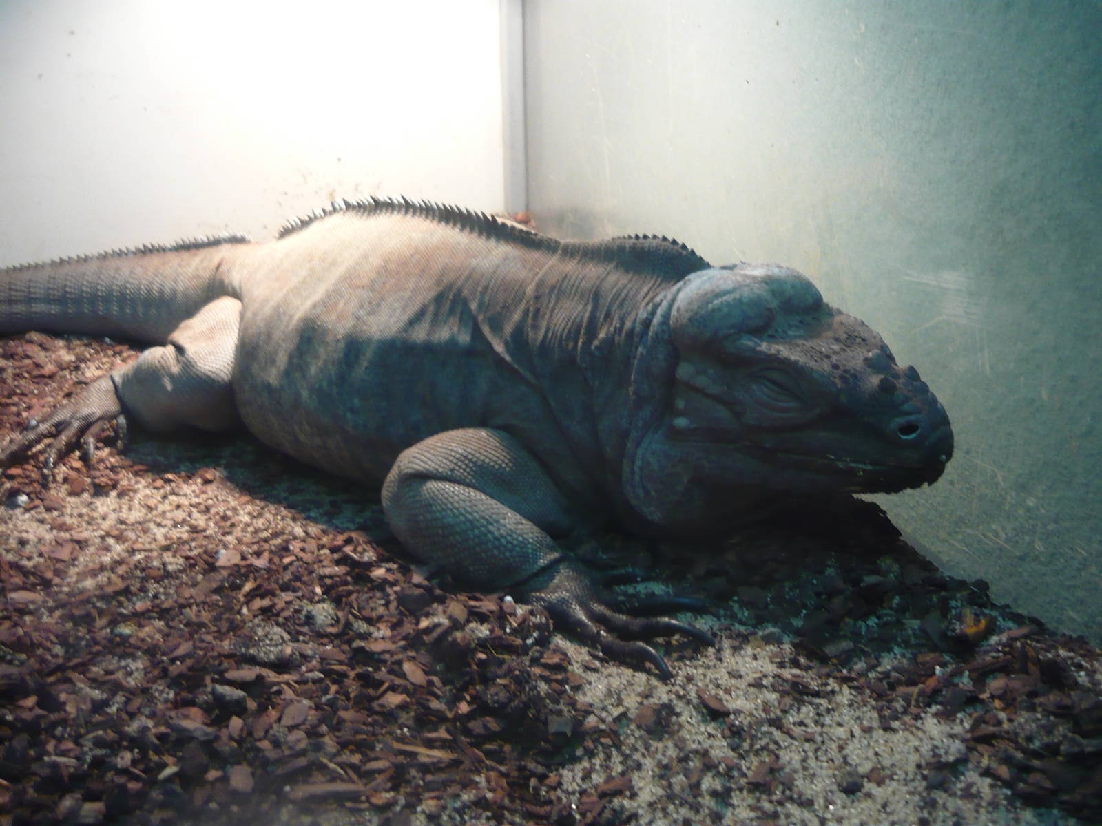 Rhinoceros iguana (Cyclura cornuta)