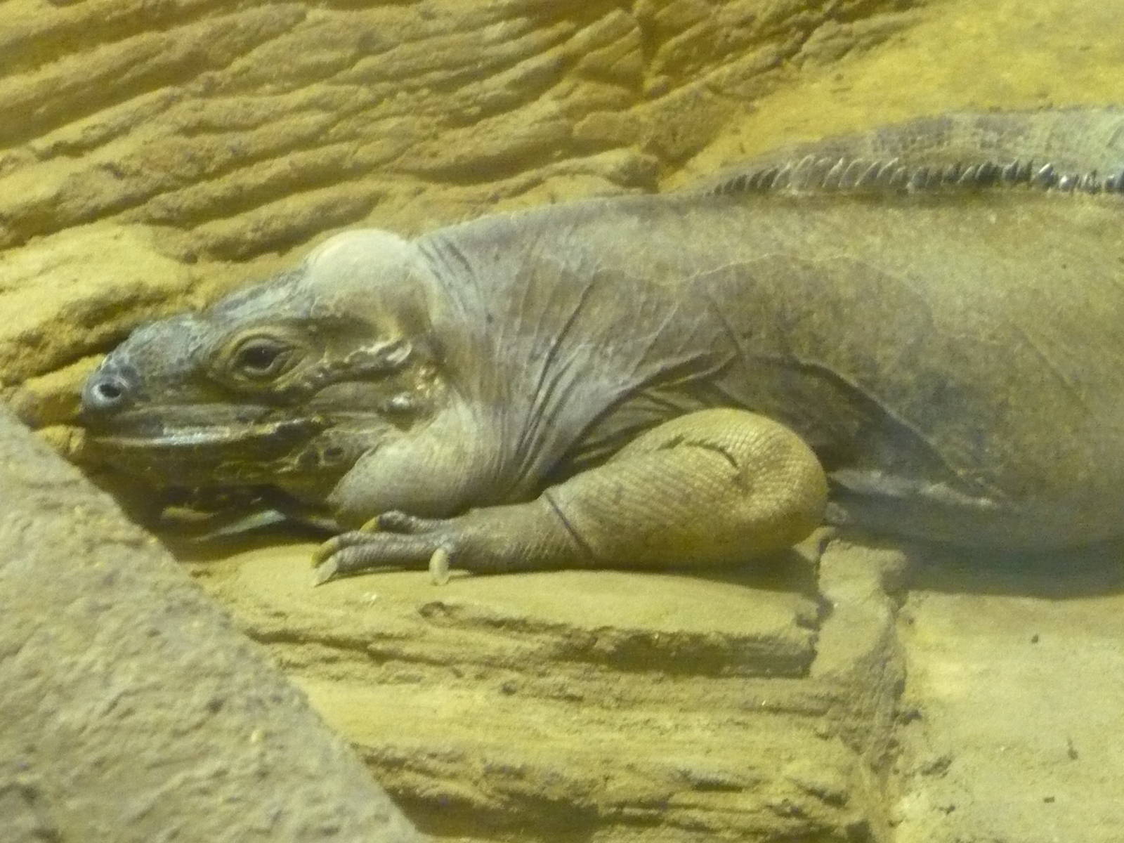 Rhinoceros iguana (Cyclura cornuta)