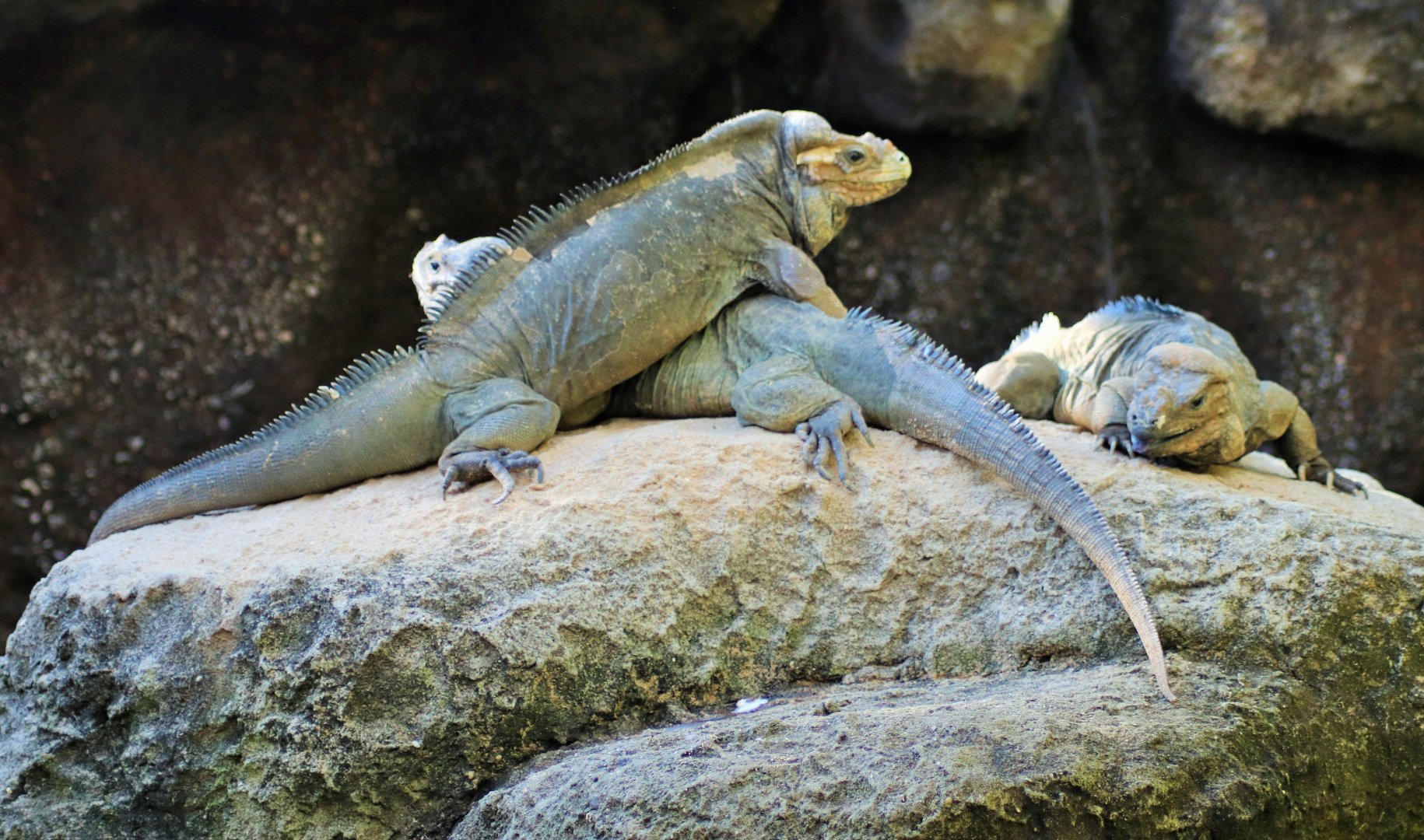 Rhinoceros Iguana (Cyclura cornuta)