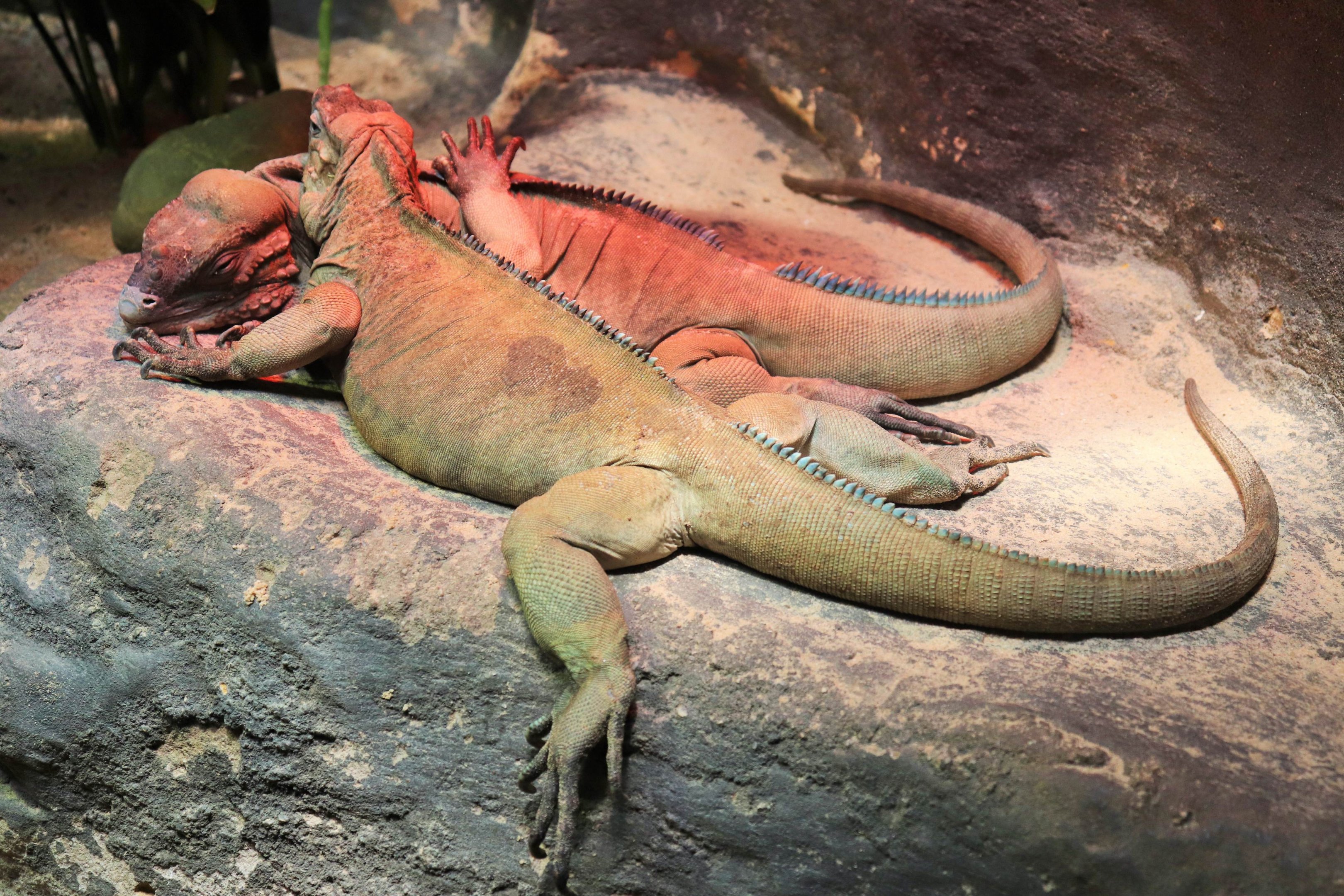 Rhinoceros Iguana (Cyclura cornuta)
