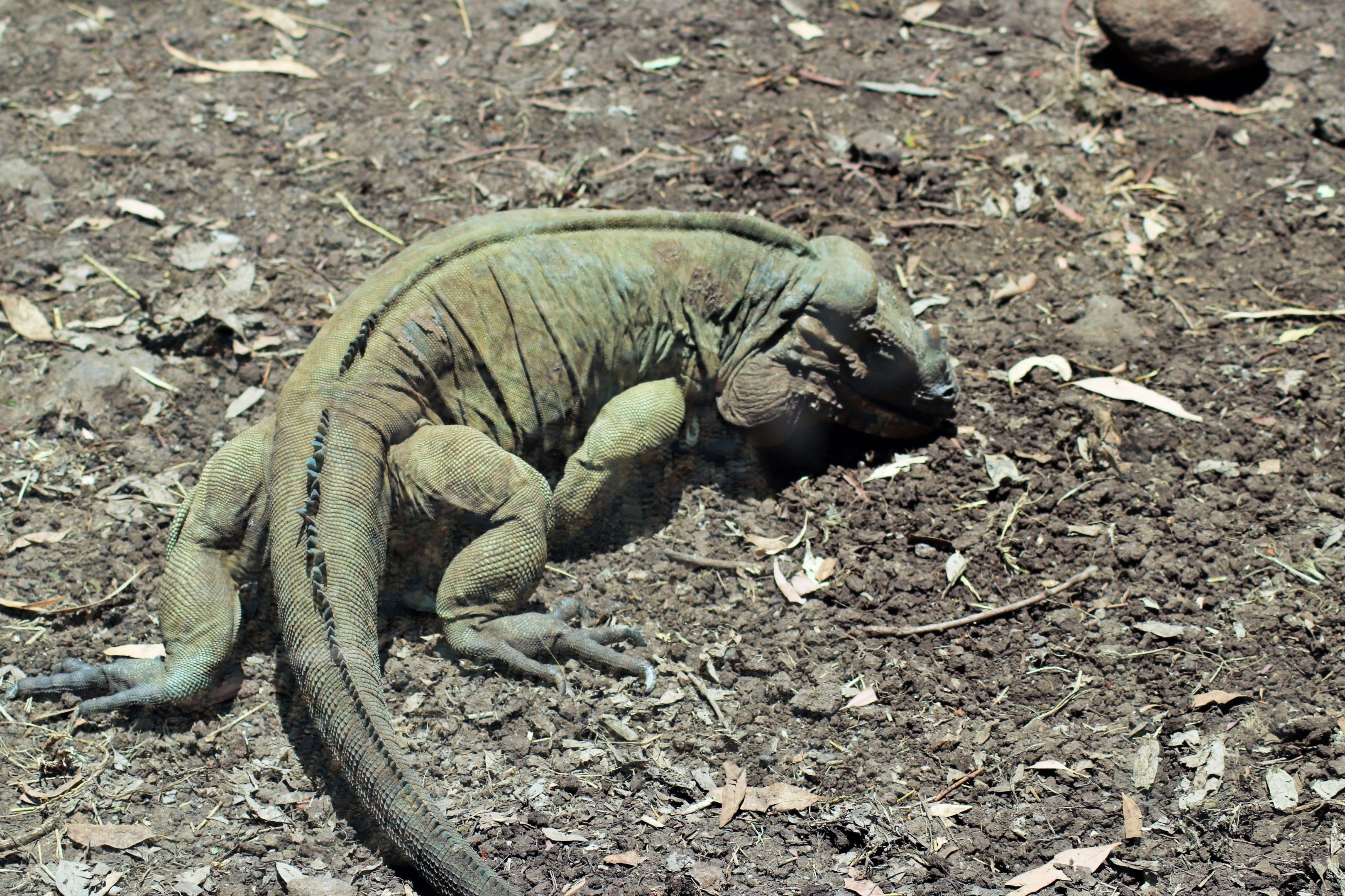 Rhinoceros Iguana (Cyclura cornuta)