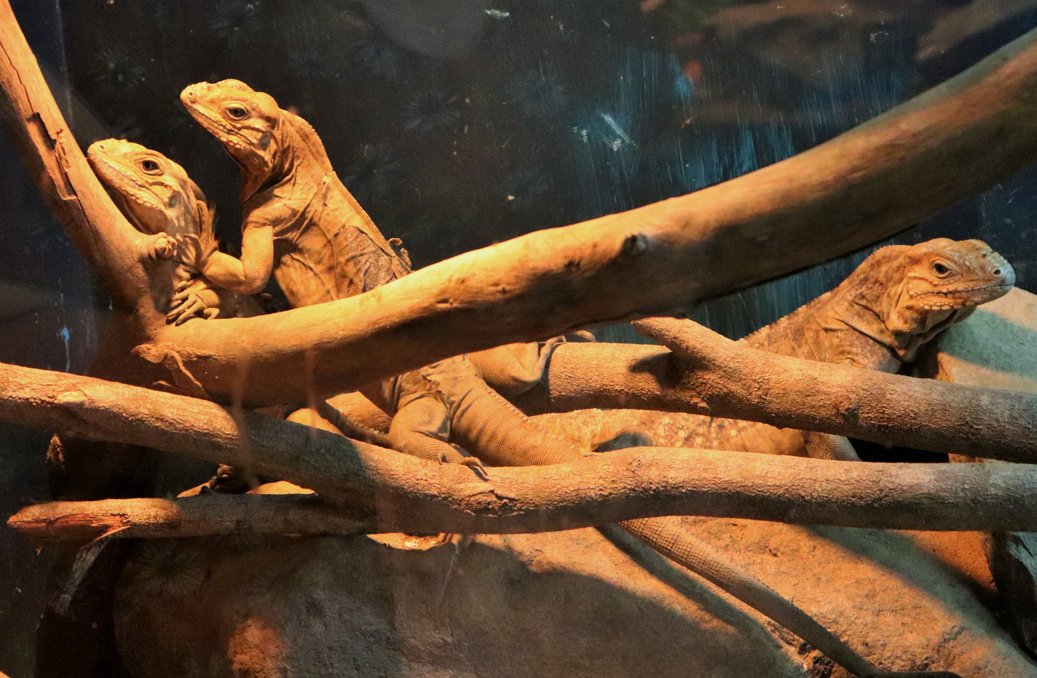 Rhinoceros Iguana (Cyclura cornuta)