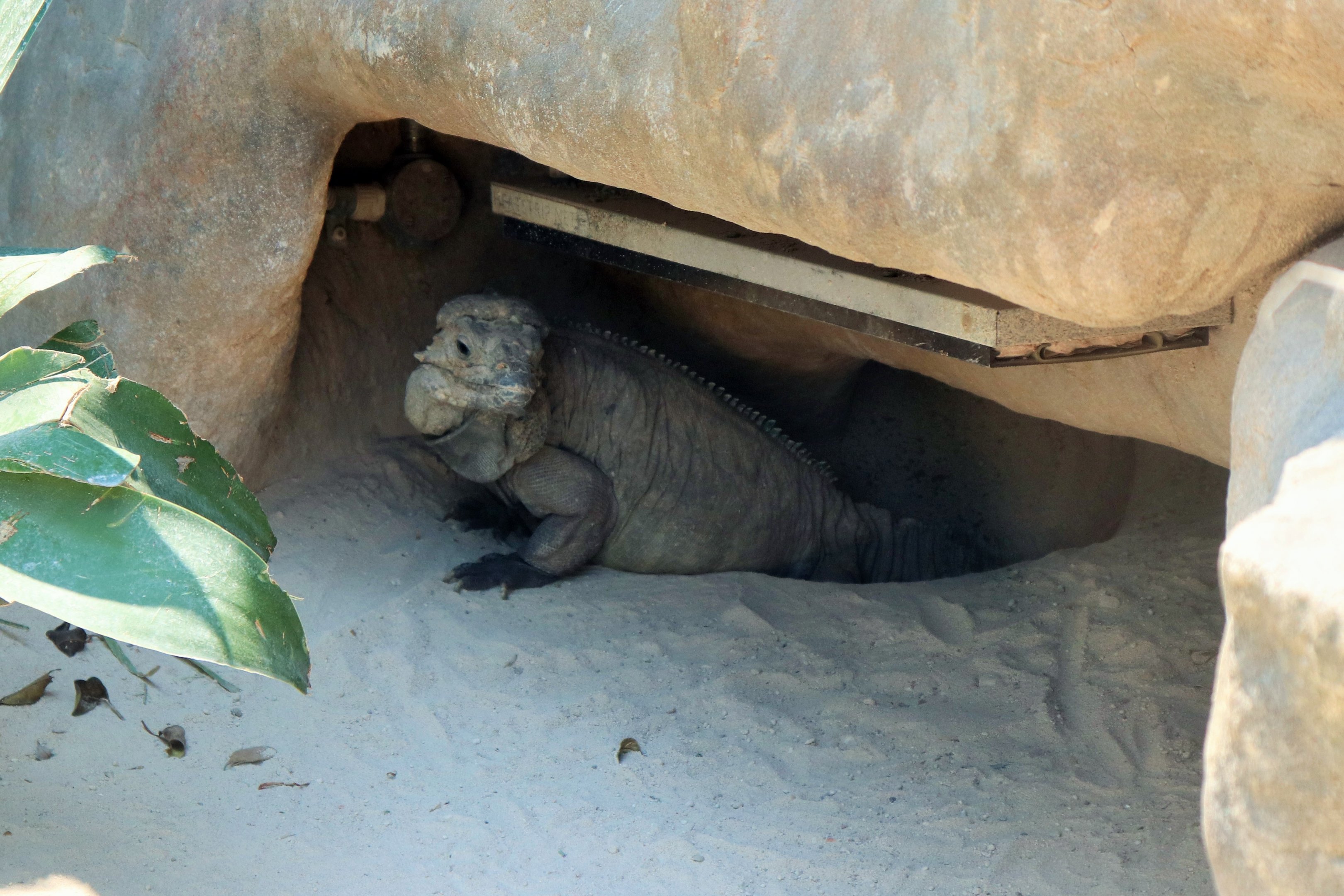 Rhinoceros Iguana (Cyclura cornuta)