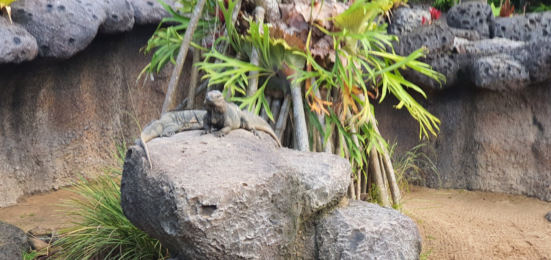 rhinoceros iguana (Cyclura cornuta)