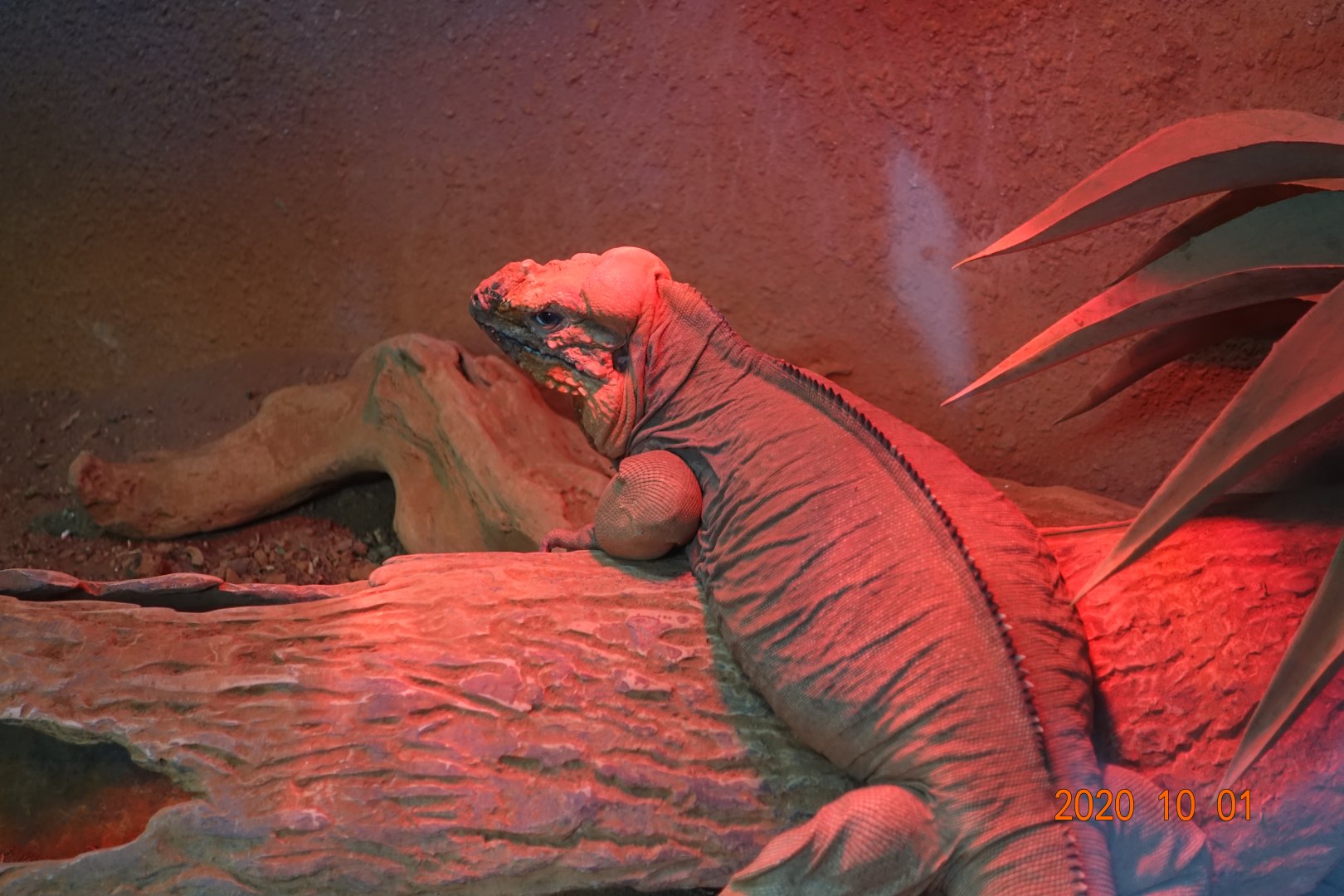 Rhinoceros Iguana (Cyclura cornuta)