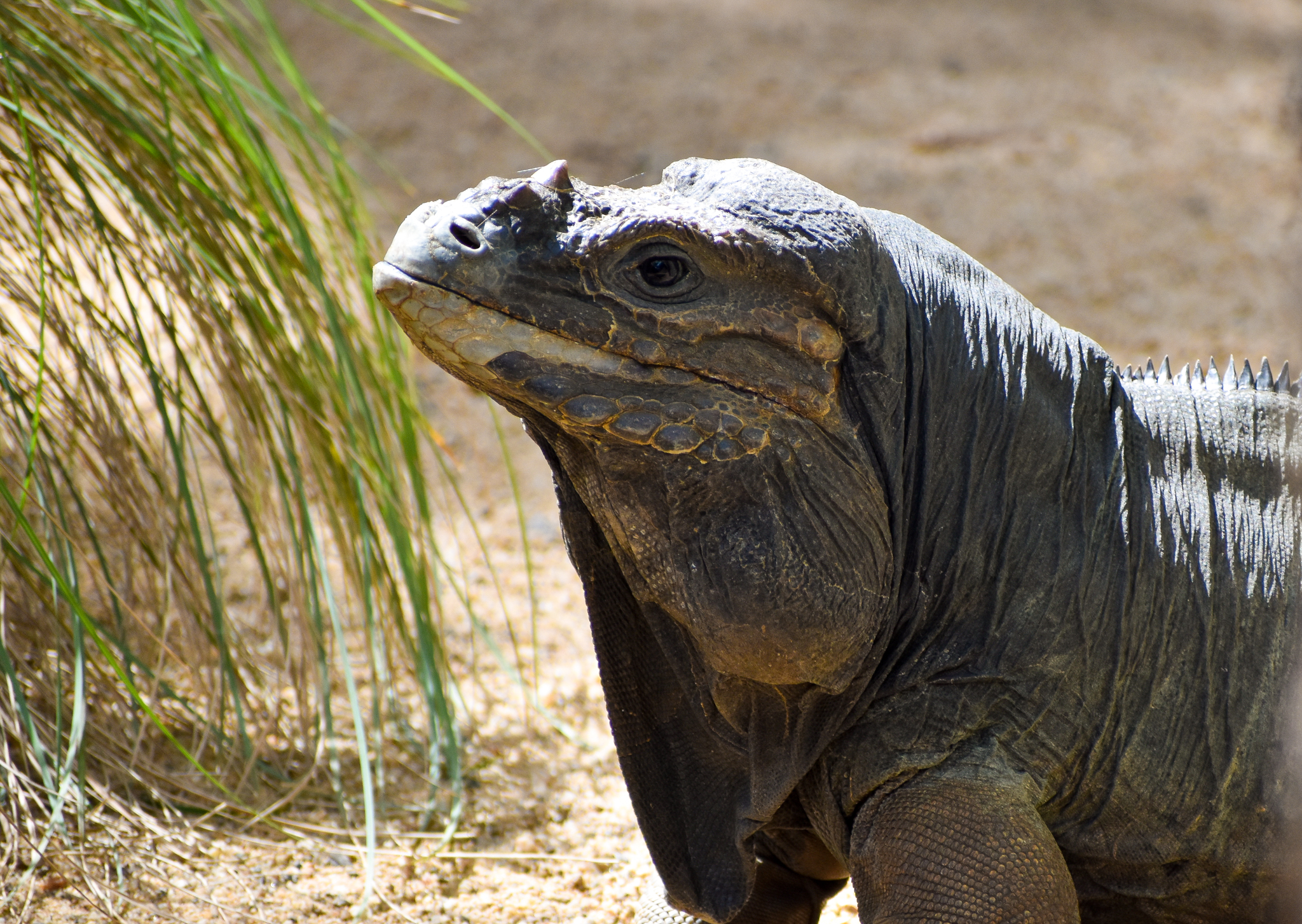 Rhinoceros Iguana (Cyclura cornuta)