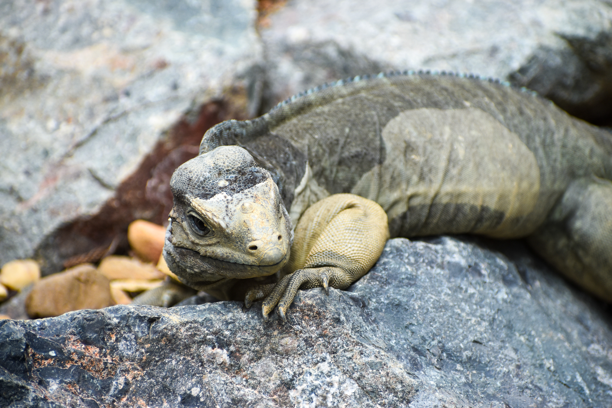 Rhinoceros Iguana (Cyclura cornuta)