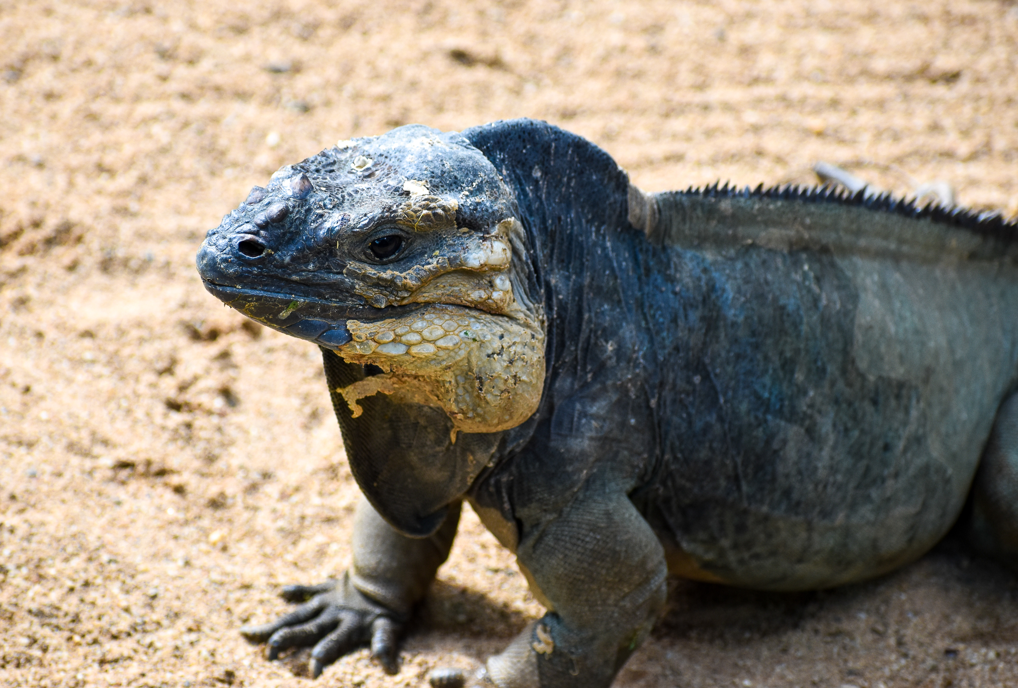 Rhinoceros Iguana (Cyclura cornuta)