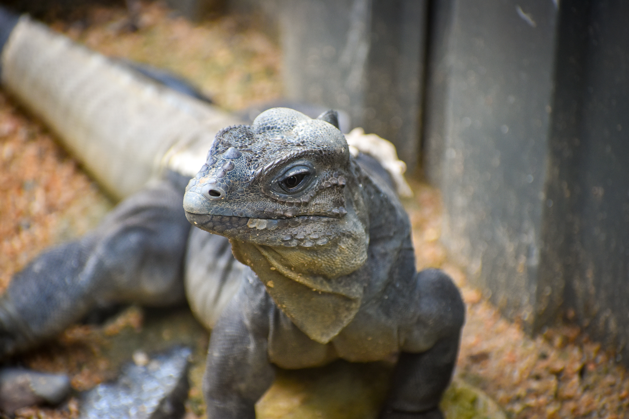 Rhinoceros Iguana (Cyclura cornuta)