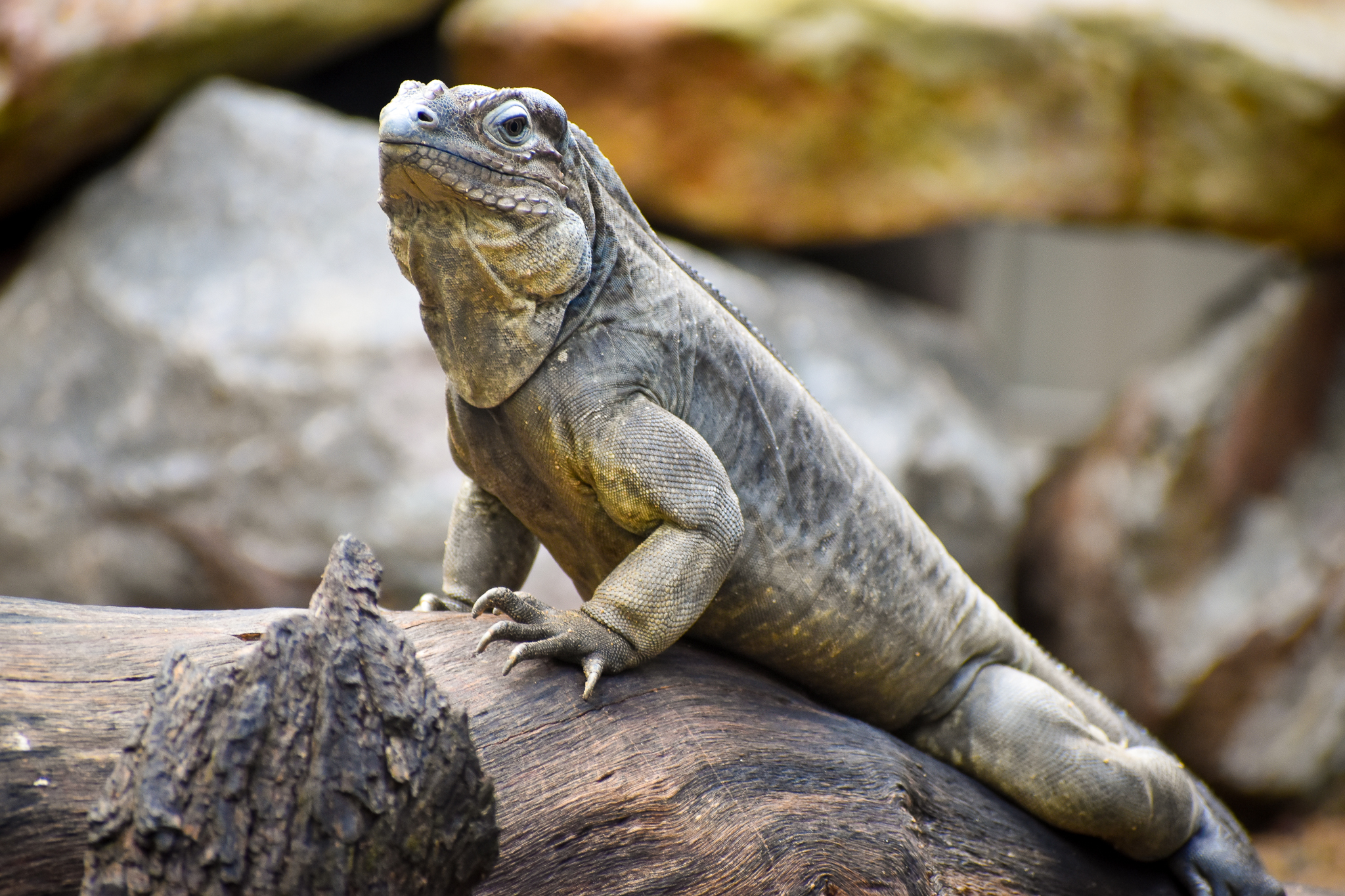 Rhinoceros Iguana (Cyclura cornuta)