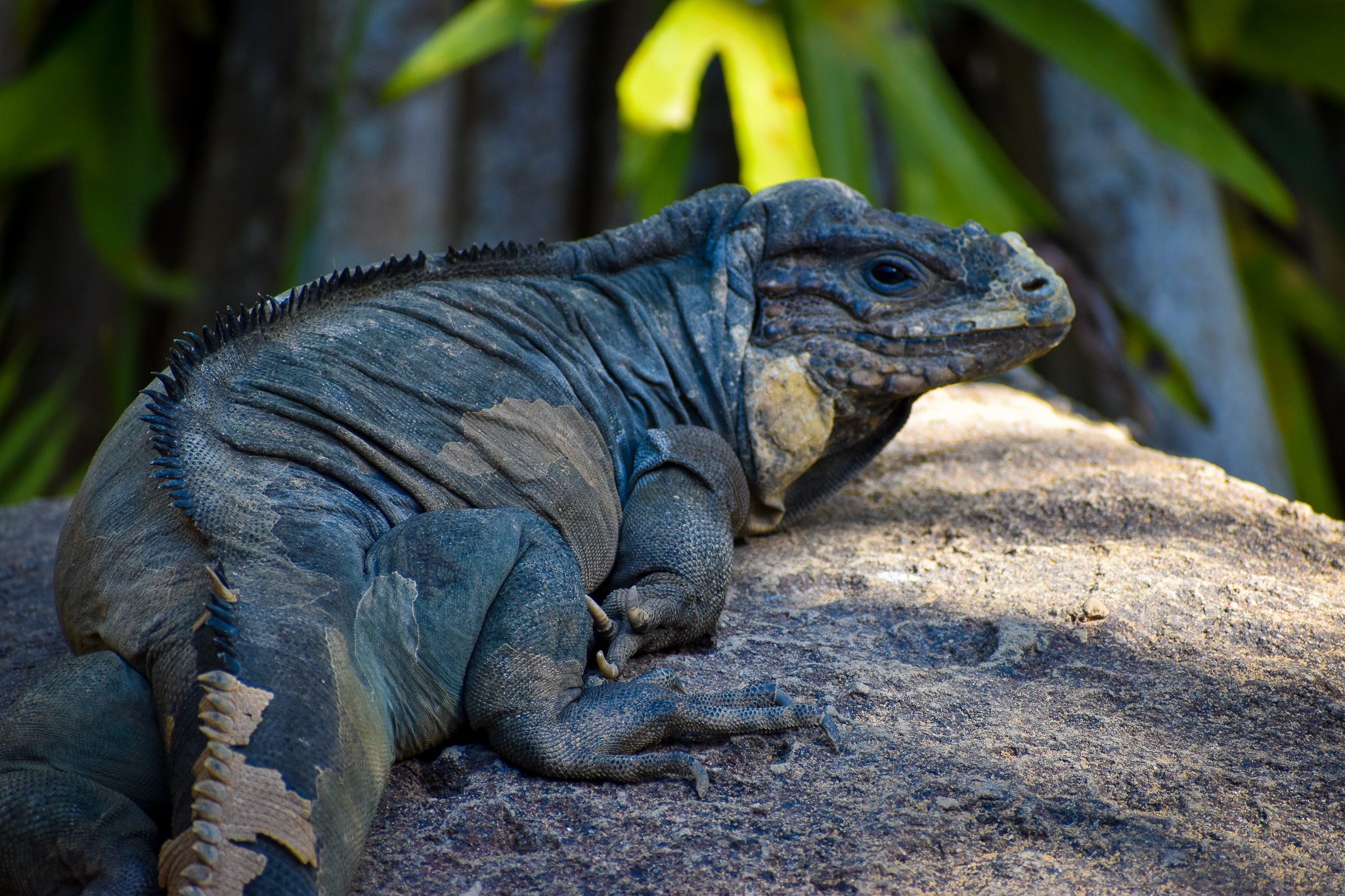 Rhinoceros Iguana (Cyclura cornuta)