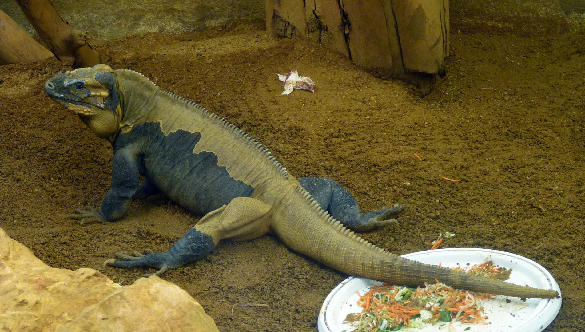 Rhinoceros iguana (Cyclura cornuta)