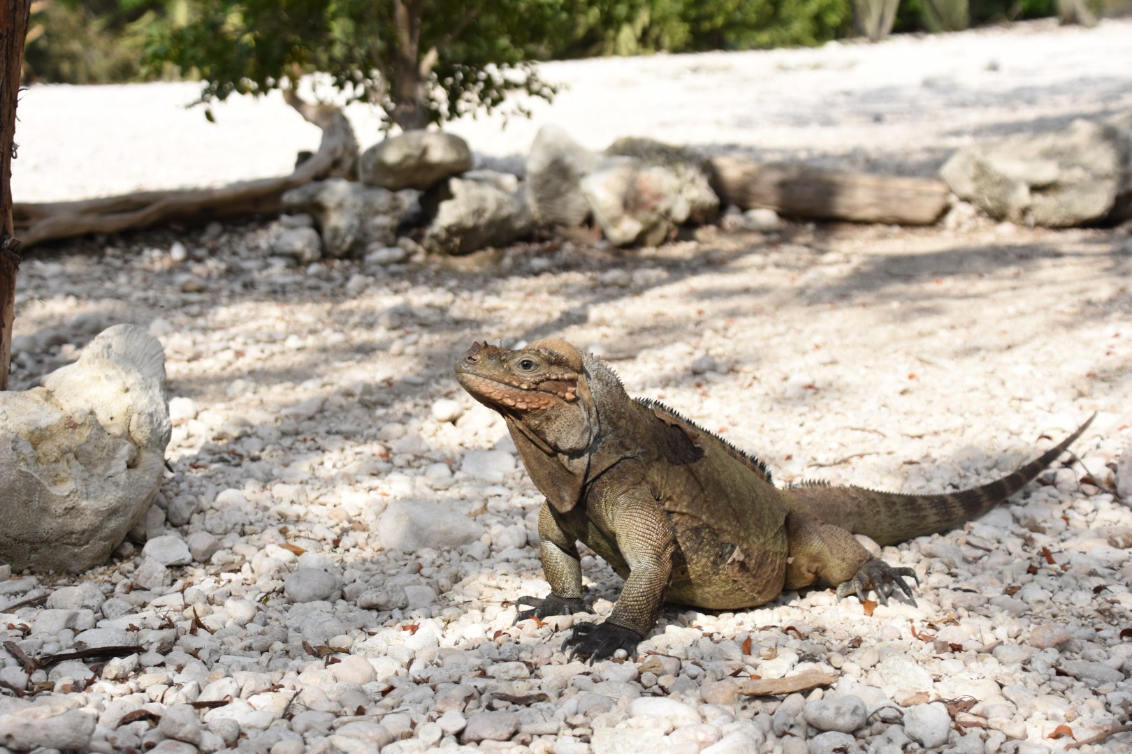 Rhinoceros iguana (Cyclura cornuta)