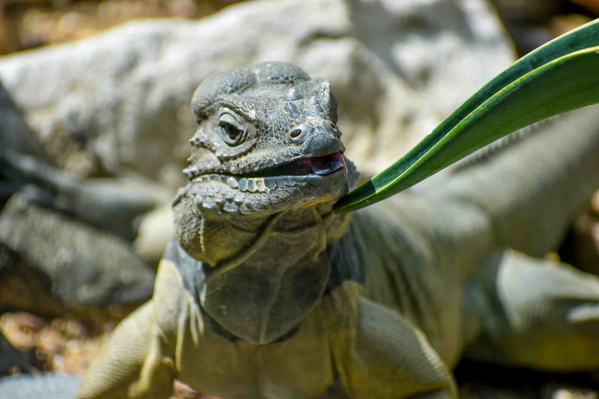 Rhinoceros Iguana (Cyclura cornuta)