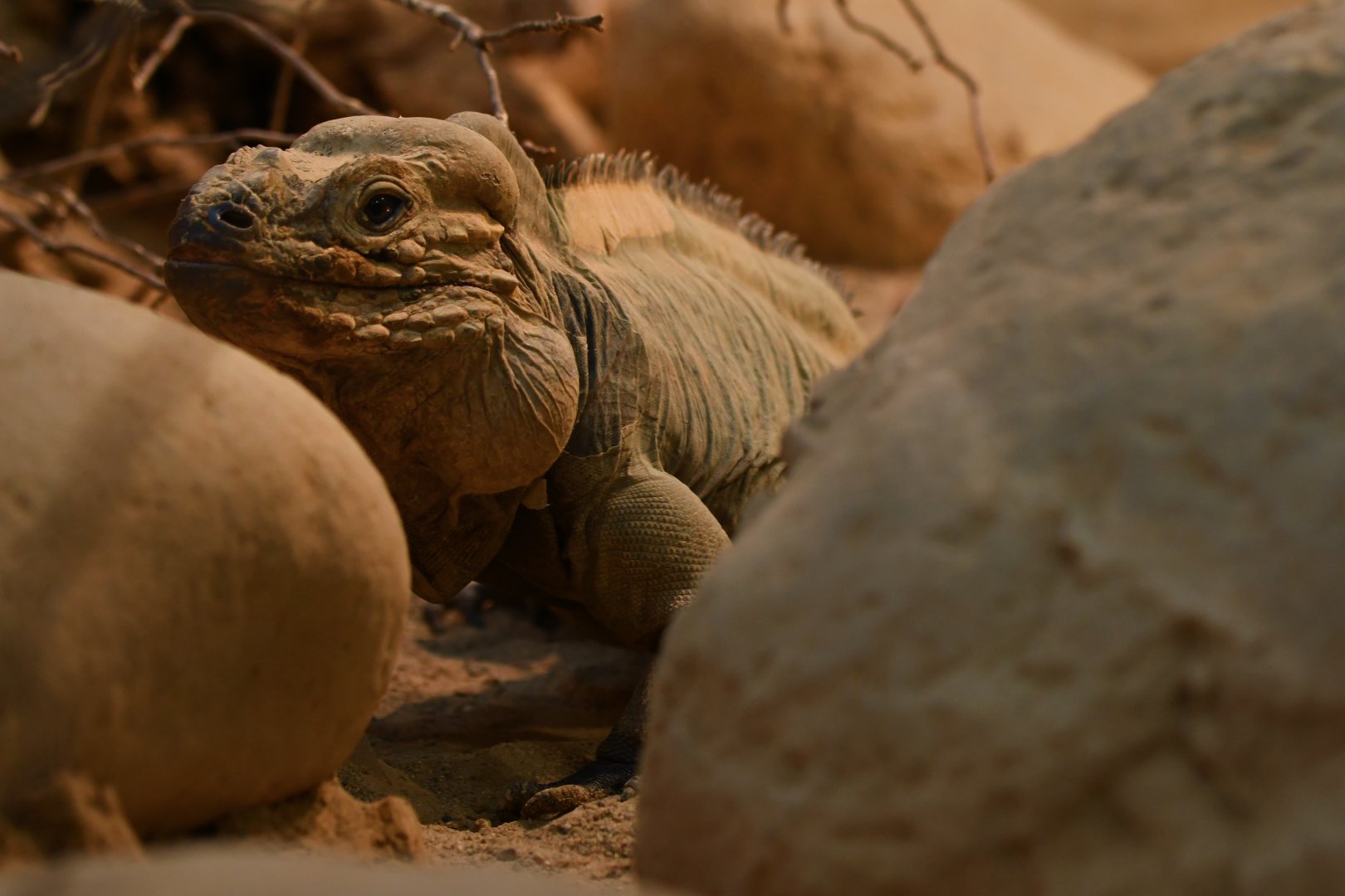 Rhinoceros iguana (Cyclura cornuta)