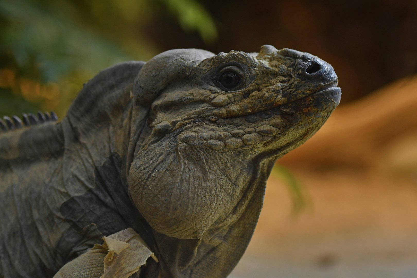 Rhinoceros iguana (Cyclura cornuta)