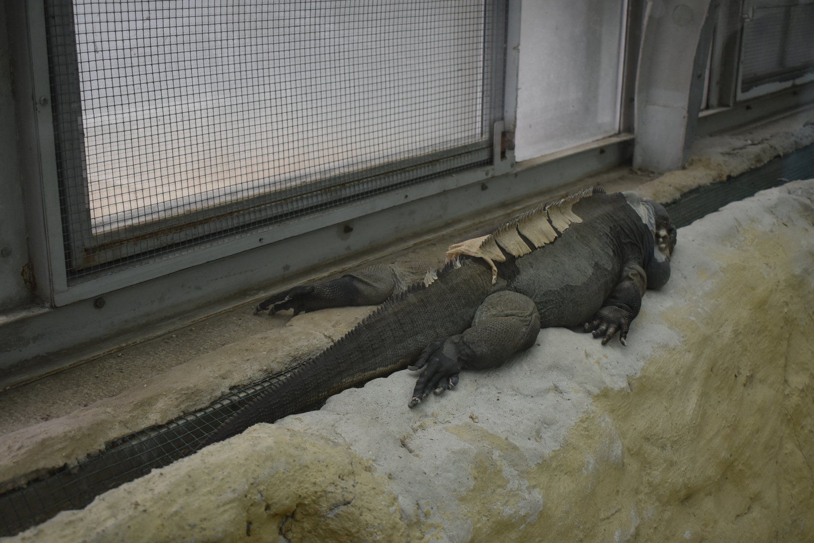 Rhinoceros iguana (Cyclura cornuta)