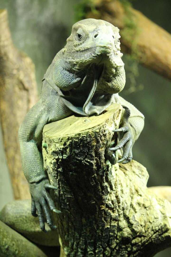 Rhinoceros Iguana (Cyclura cornuta)