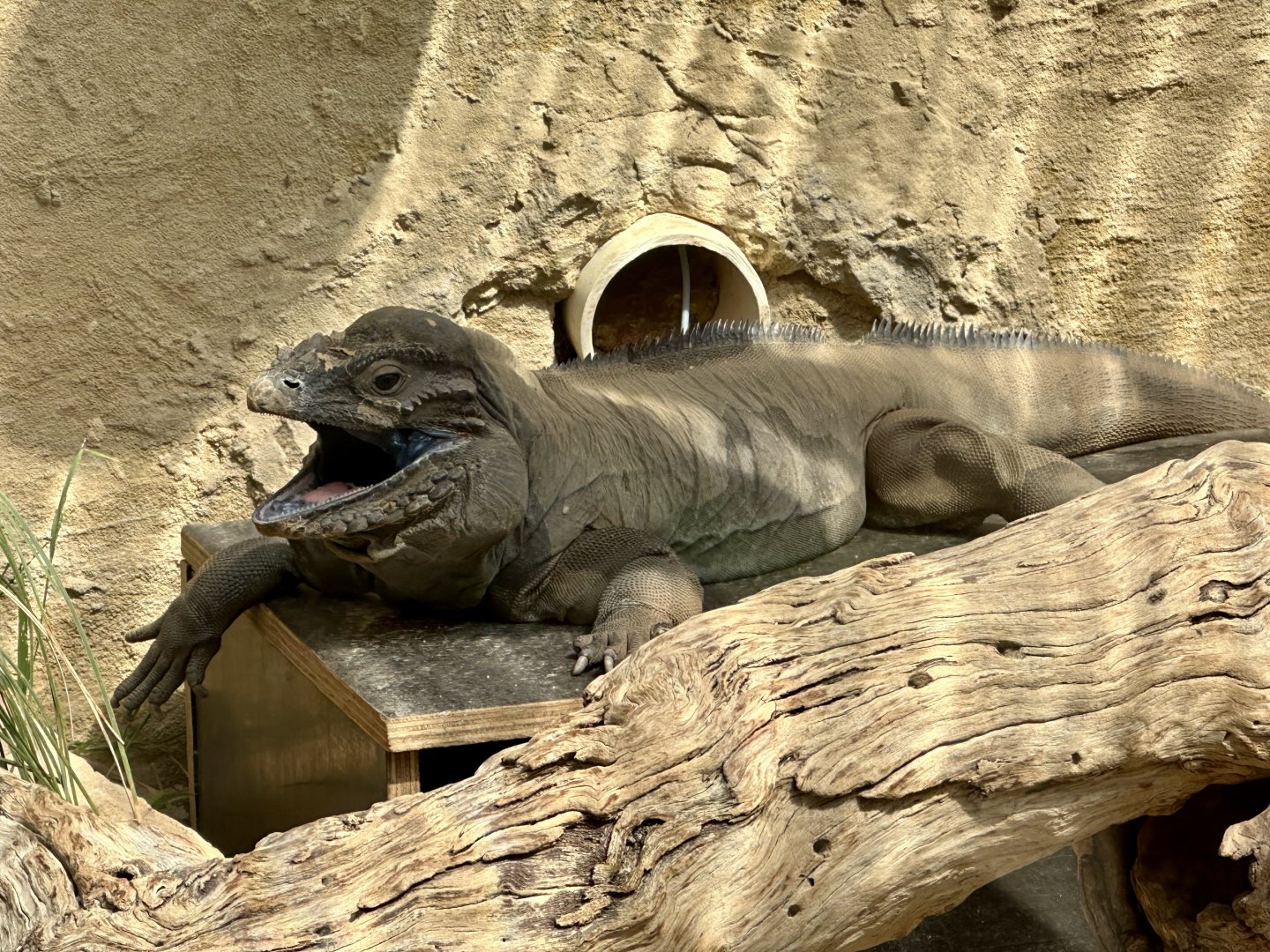 Rhinoceros iguana (Cyclura cornuta)