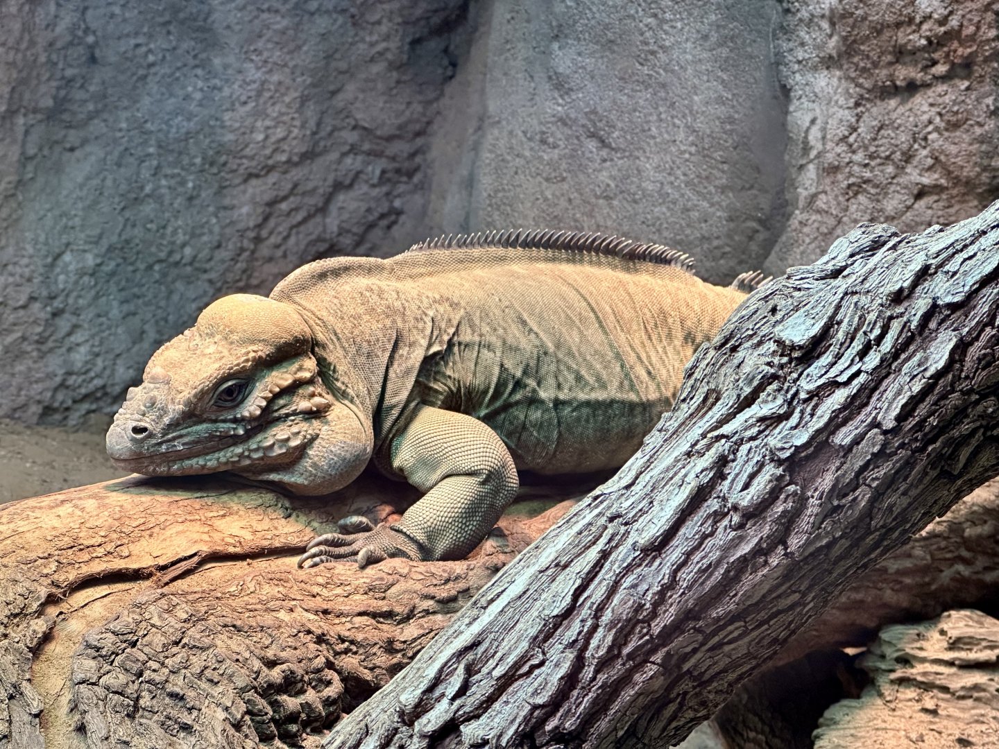 Rhinoceros iguana (Cyclura cornuta)