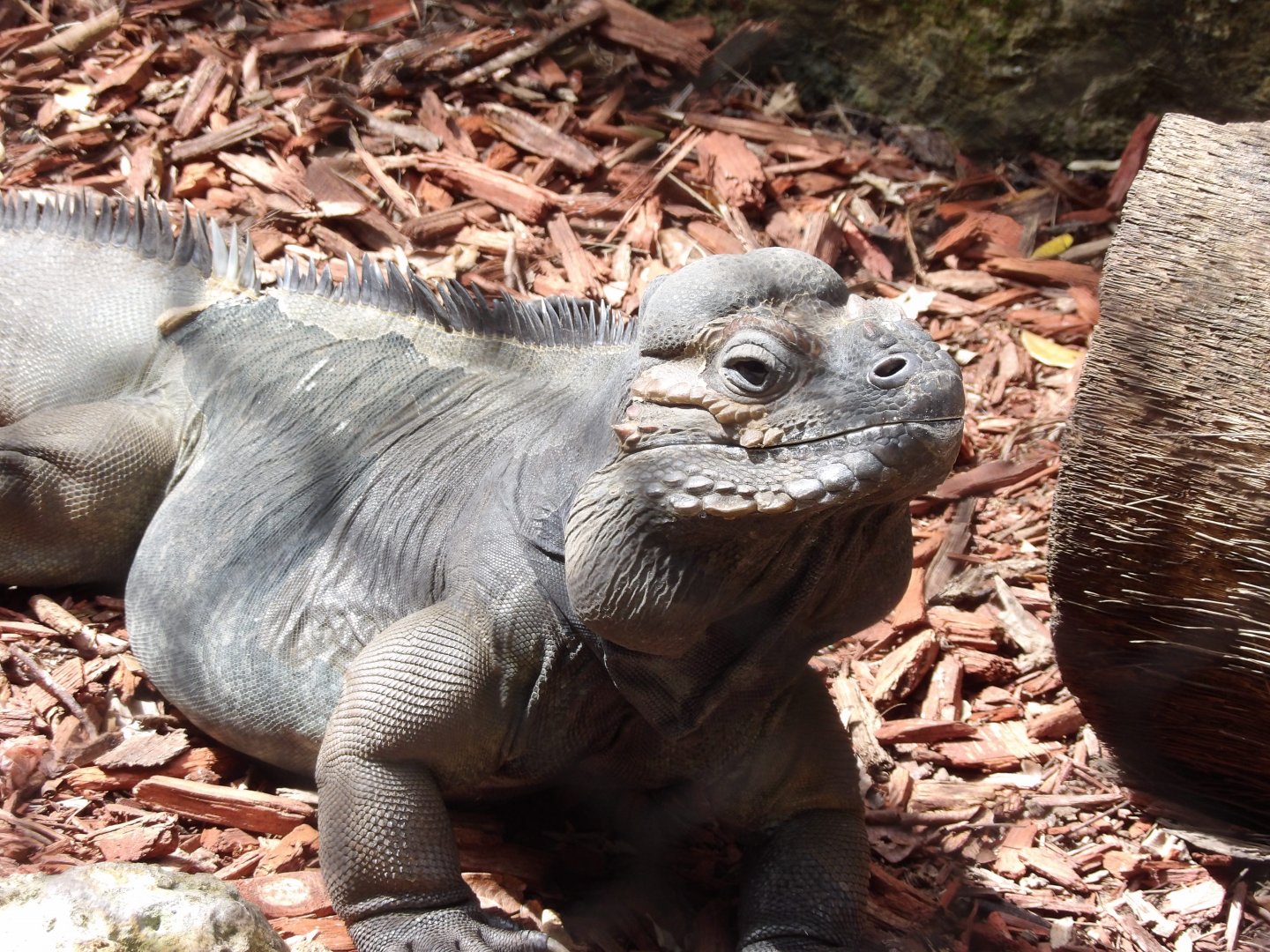 Rhinoceros Iguana(Cyclura cornuta)
