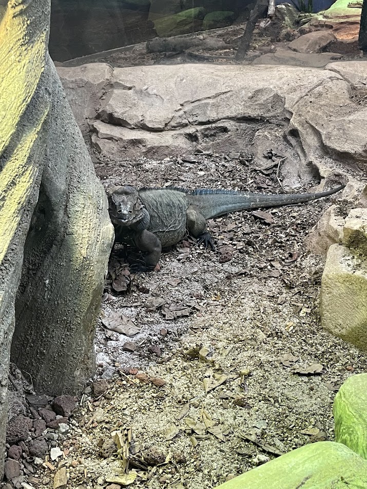 Rhinoceros Iguana (Cyclura cornuta)
