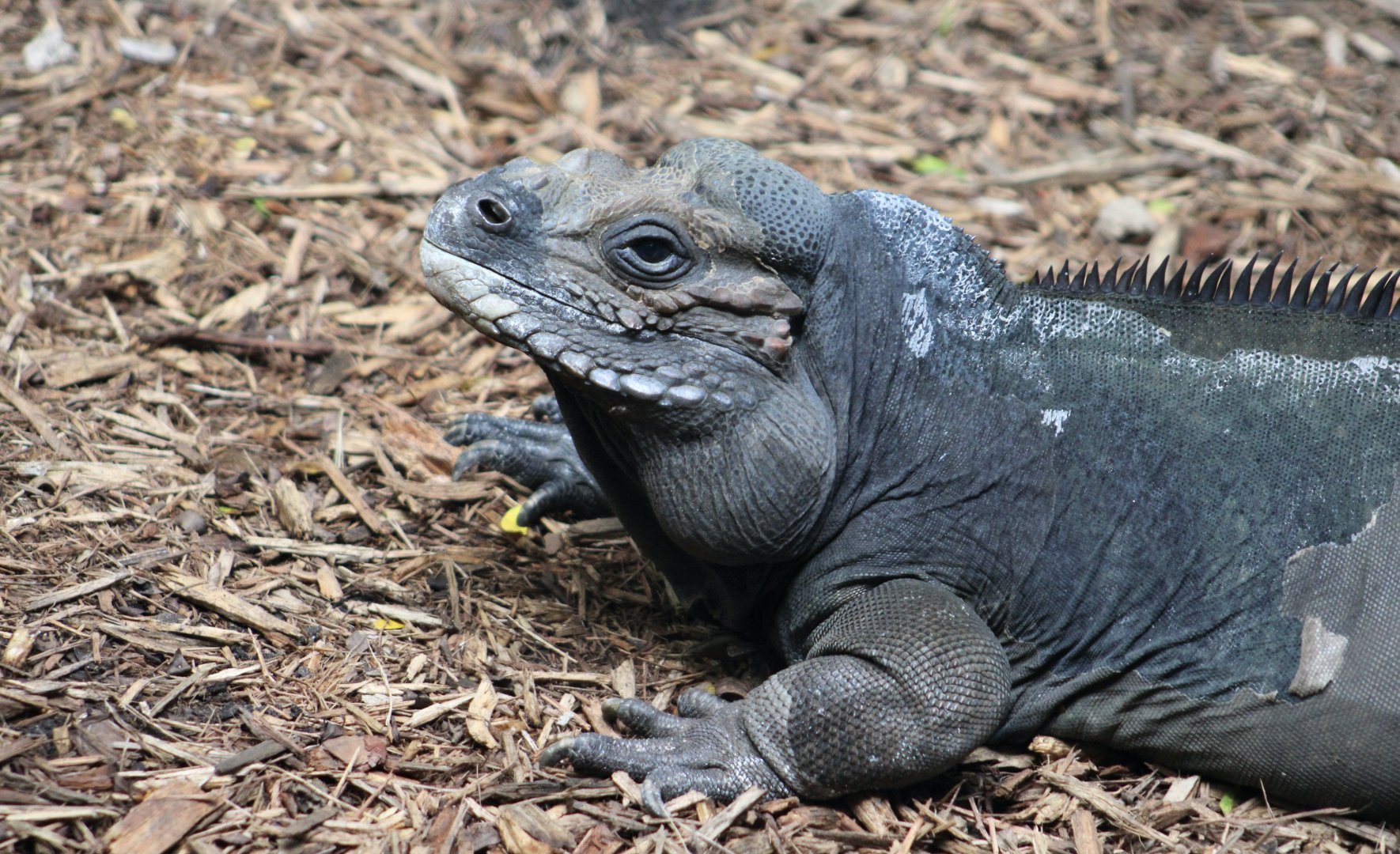 Rhinoceros Iguana (Cyclura cornuta)