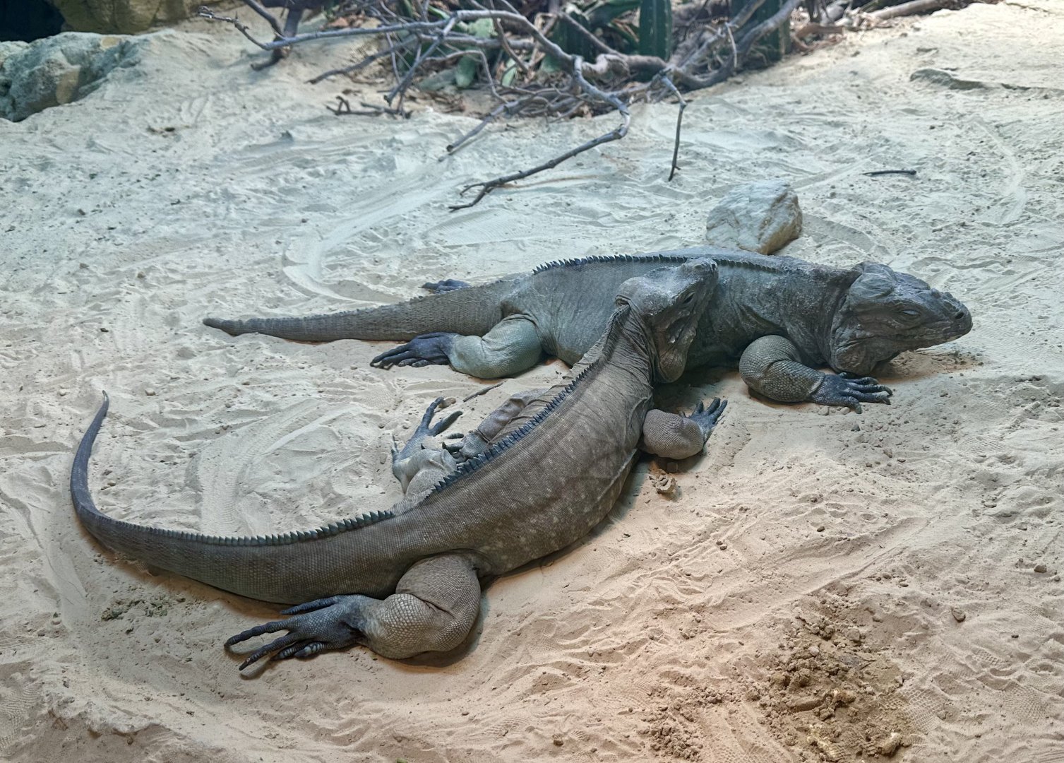 Rhinoceros iguana (Cyclura cornuta)