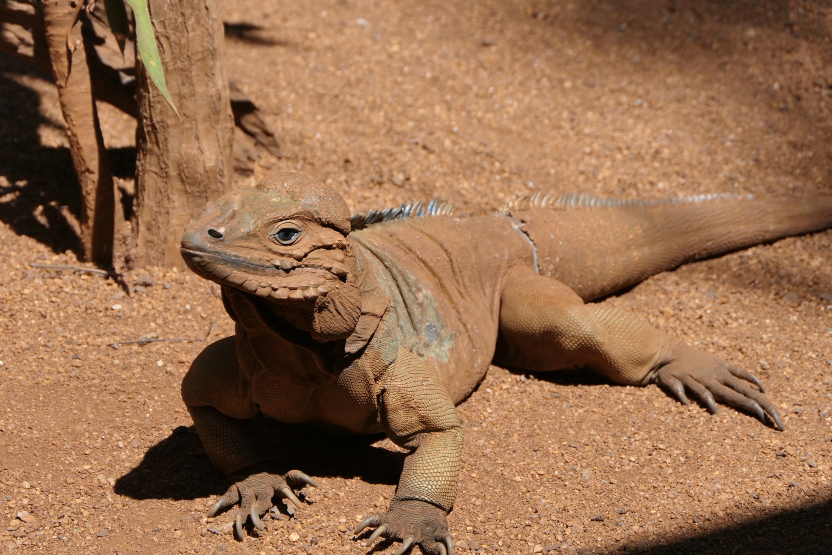 Rhinoceros Iguana (Cyclura cornuta)
