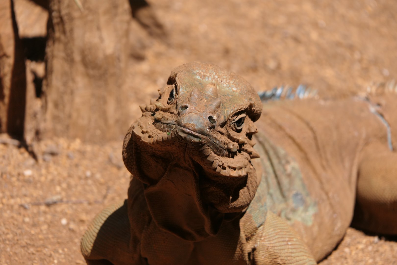 Rhinoceros Iguana (Cyclura cornuta)