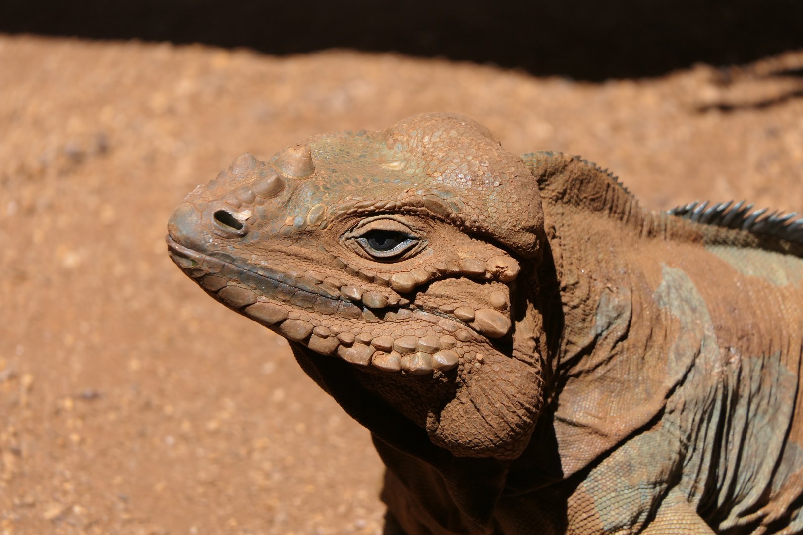Rhinoceros Iguana (Cyclura cornuta)