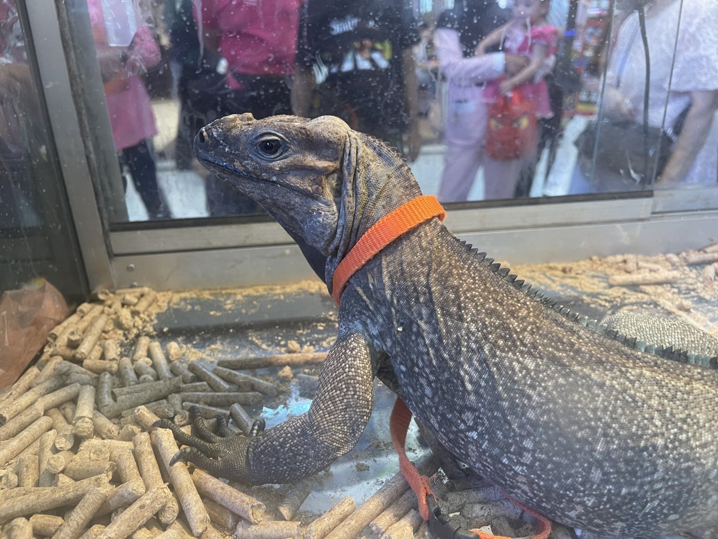 rhinoceros iguana (cyclura cornuta)