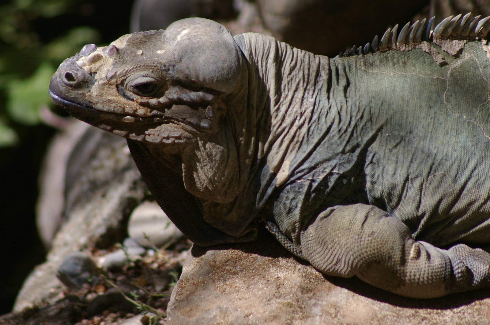 rhinoceros iguana (Cyclura cornuta)