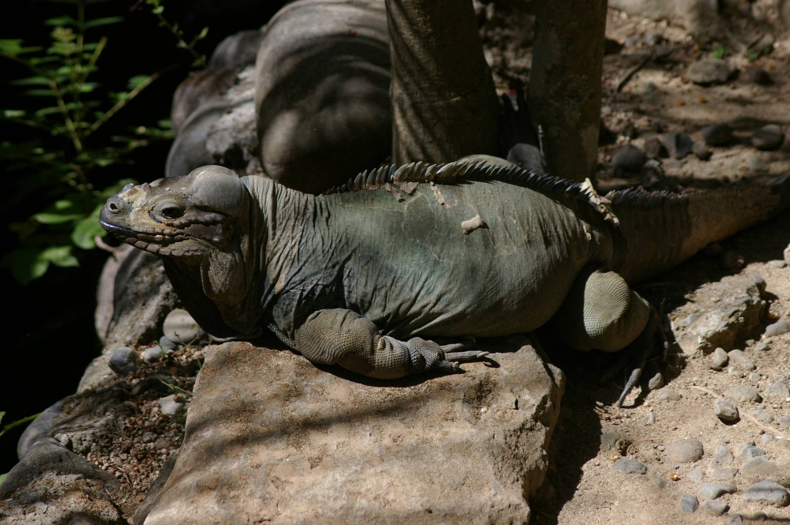 rhinoceros iguana (Cyclura cornuta)