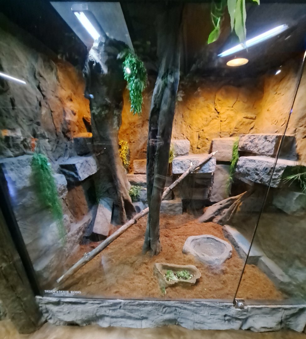 Rhinoceros Iguana (Diddy Kong and Dixie Kong) Exhibit (4/19/25)