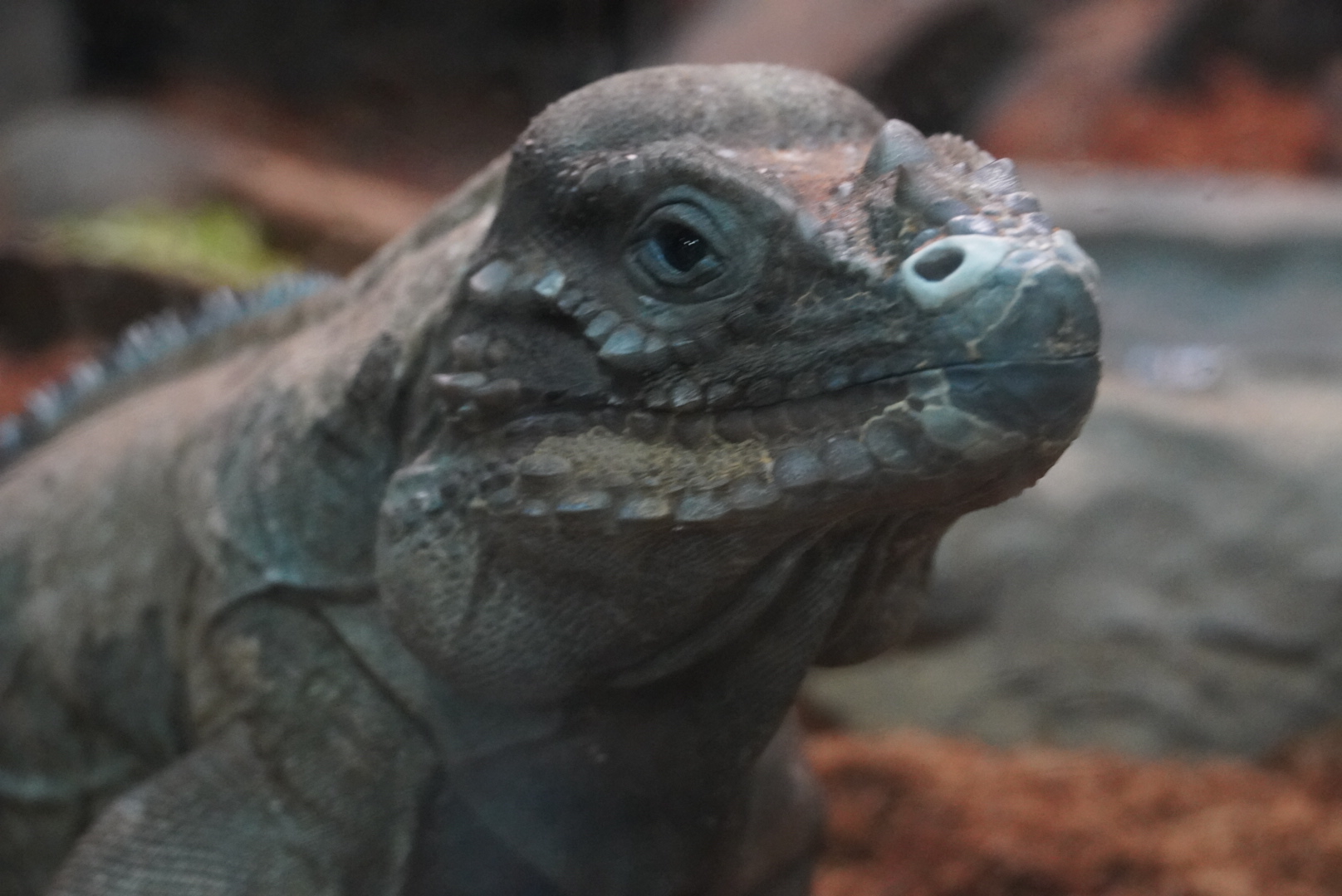 Rhinoceros Iguana “Diddy Kong”
