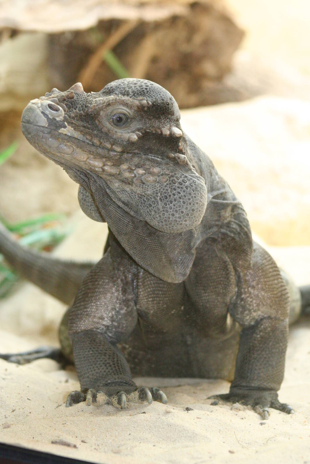 Rhinoceros Iguana @ Dudley; 19.09.2015