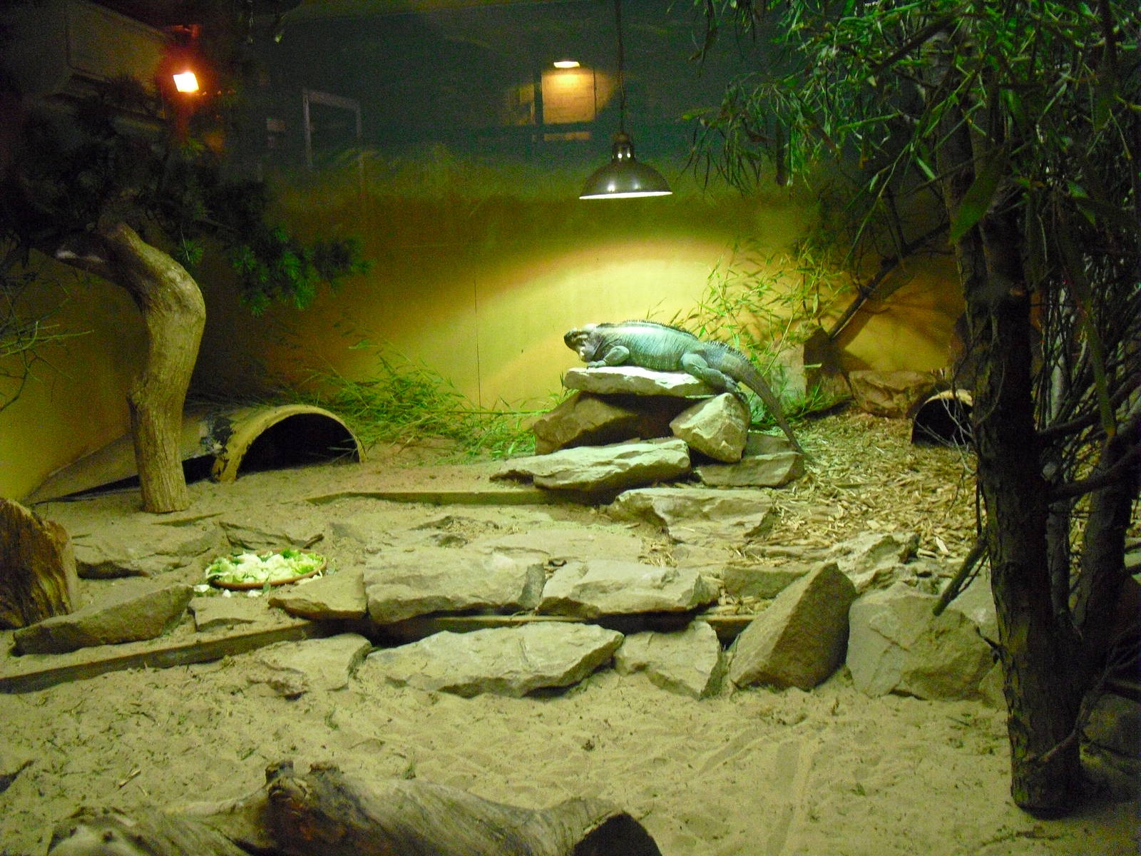 Rhinoceros Iguana Enclosure - 01/10/2011