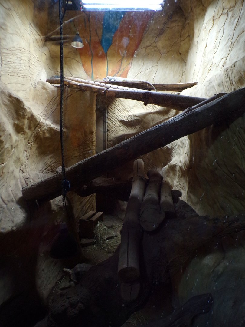 Rhinoceros iguana enclosure 1.1.23