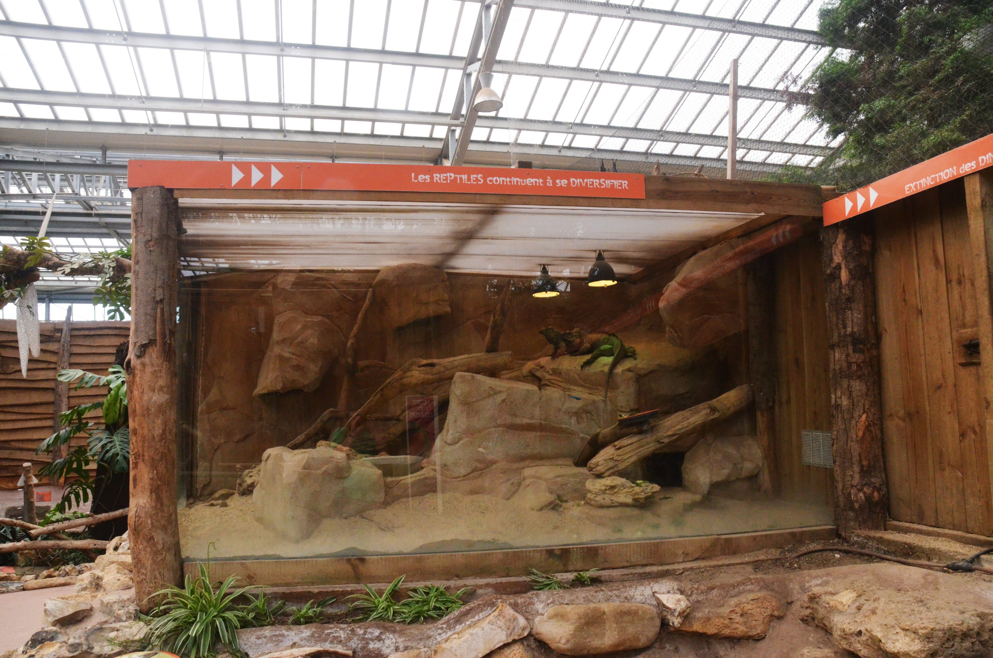 Rhinoceros Iguana Enclosure at Biotropica, 16/06/18