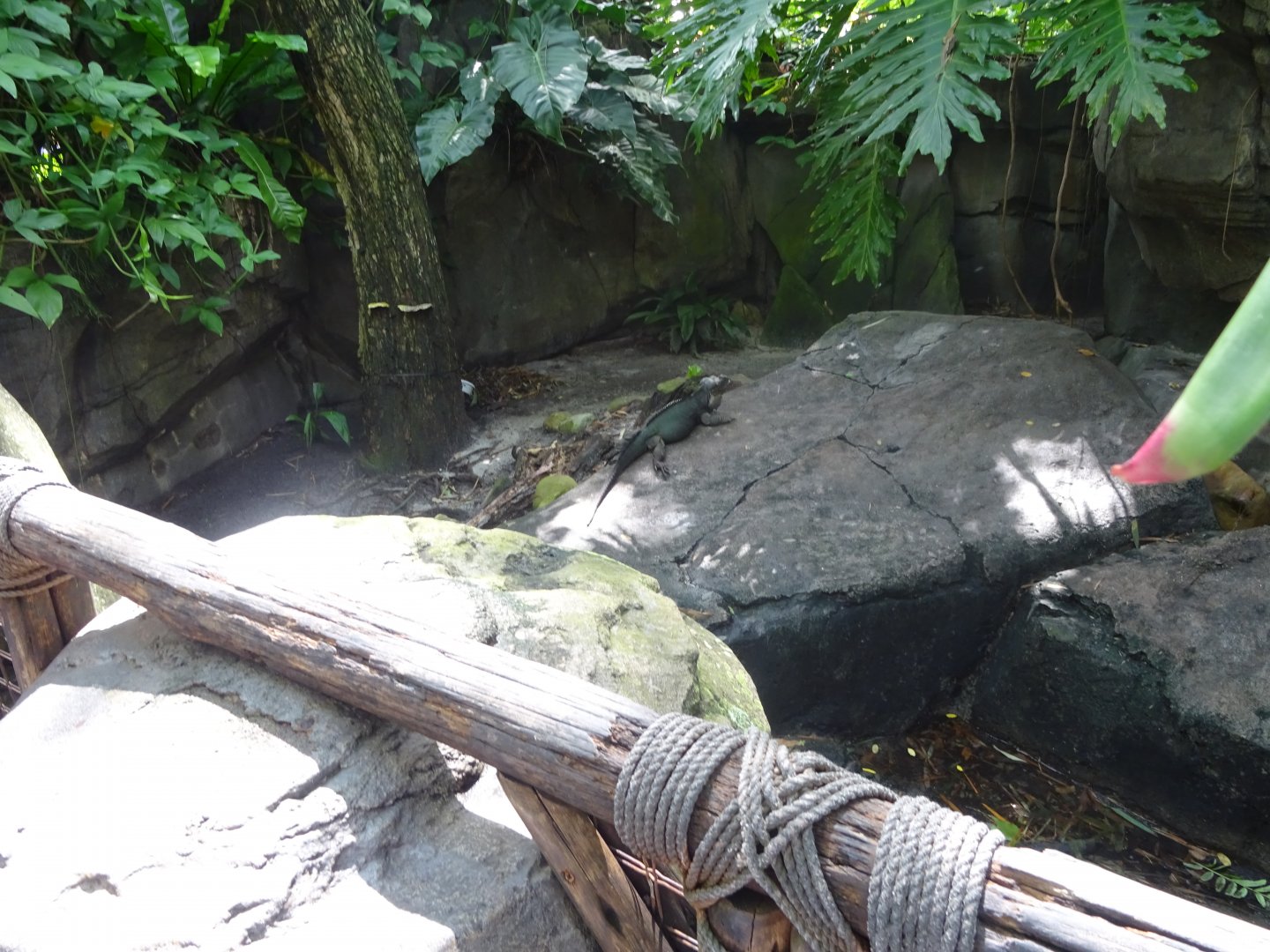 Rhinoceros Iguana Enclosure at Disney's Animal Kingdom (2014)
