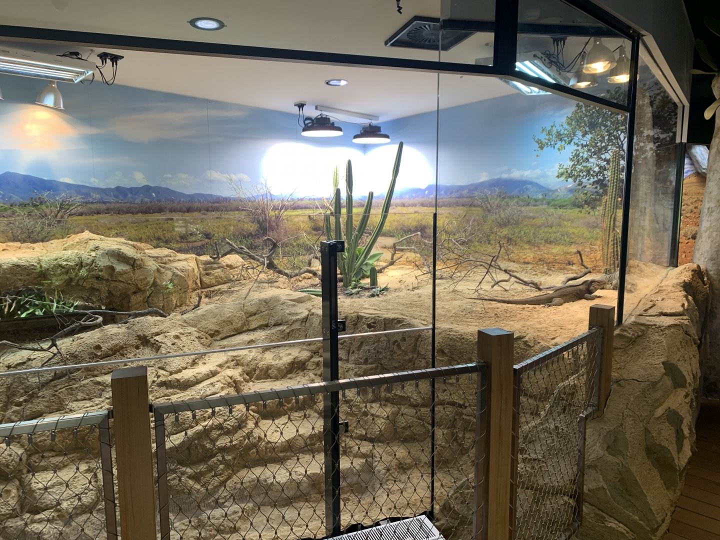Rhinoceros Iguana enclosure in new arc building